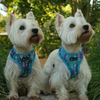 Cute Westie Reversible Dog Harness lead collar set